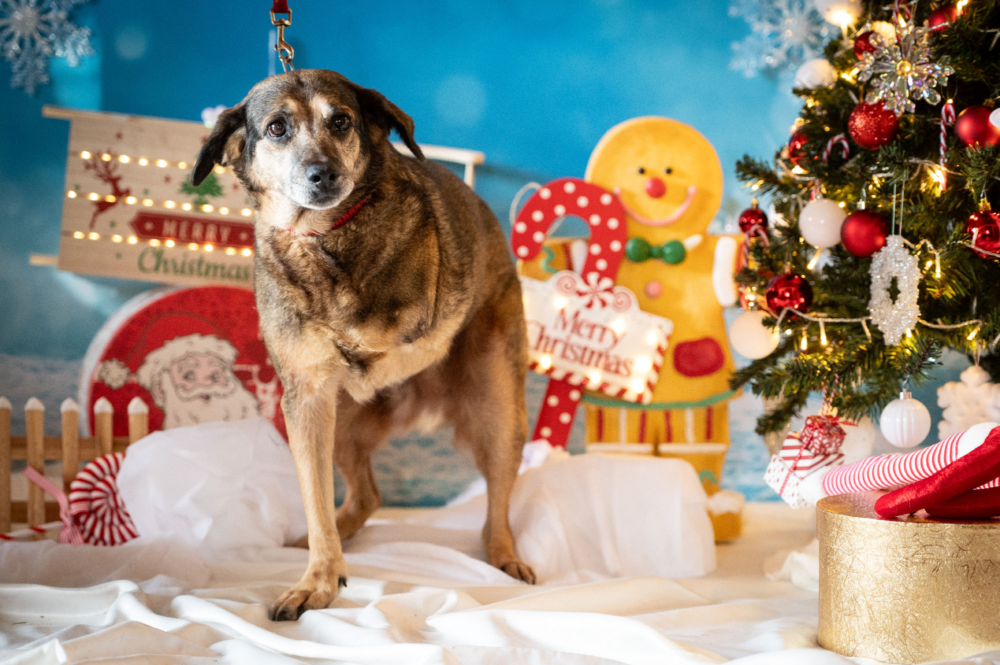 Immagine del pet del giorno 10