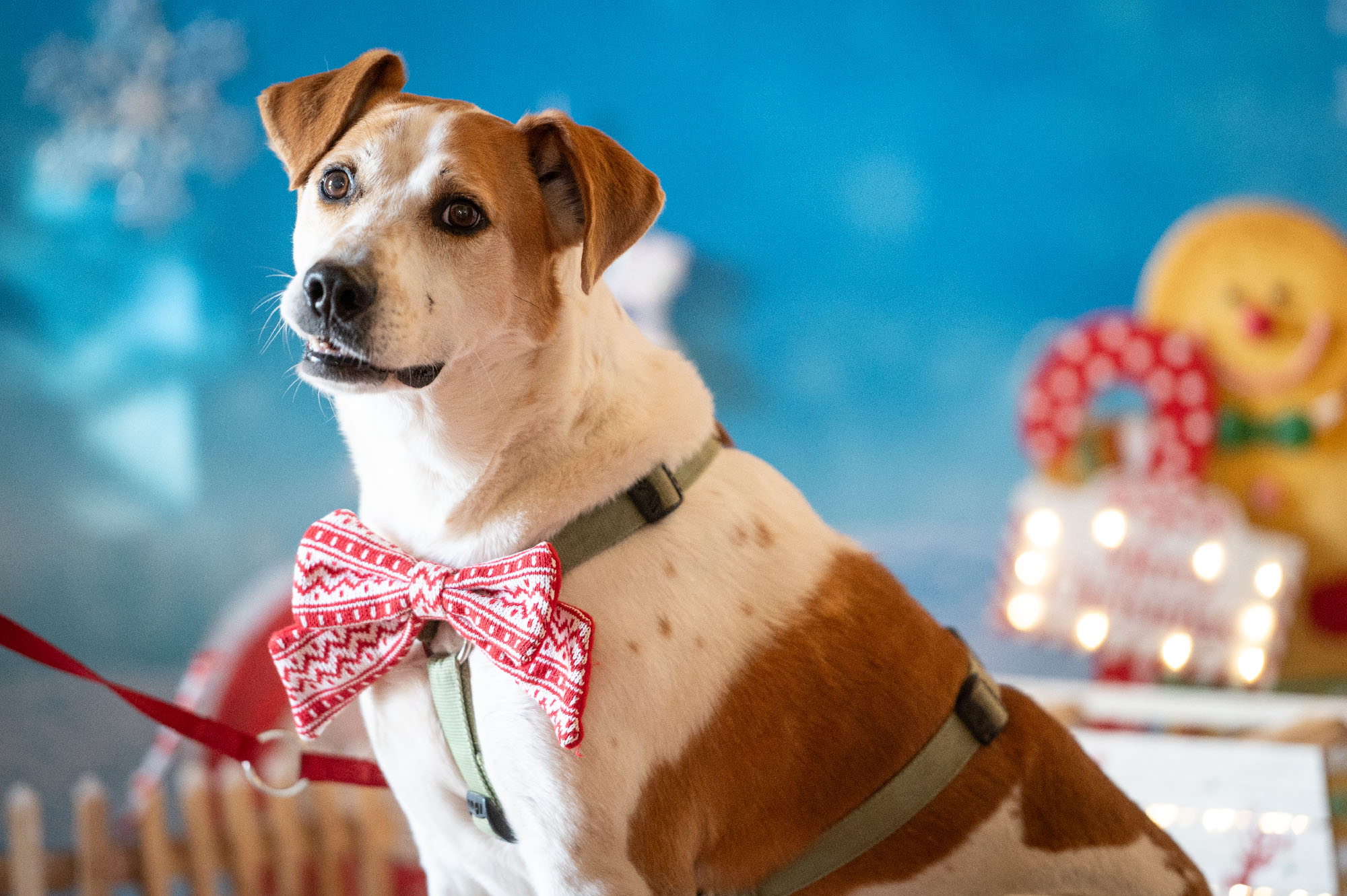 Immagine del pet del giorno 9